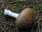 Párducgalóca (Amanita pantherina), Mátra. Barnás alapszínen fehér pettyes, bordázott szélű kalap